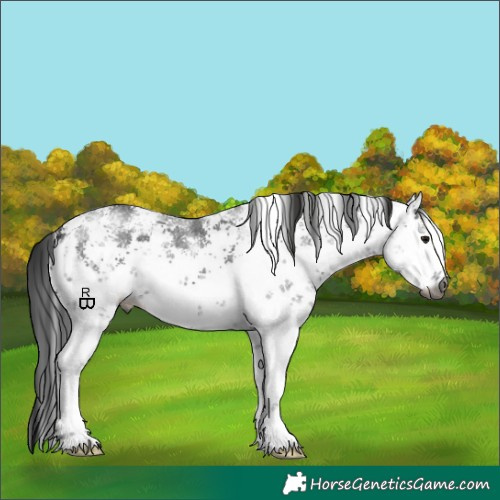 Horse Color:Gray White Spotted Smoky Black Sabino 