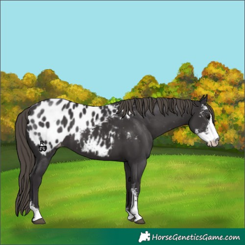 Horse Color:Smoky Black Sabino Appaloosa 