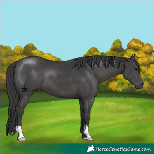 Horse Color:Black 