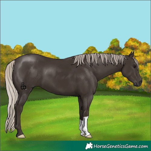 Horse Color:Gray Silver Black 