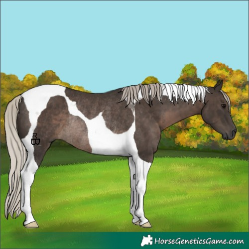 Horse Color:Gray Silver Black Tobiano Rabicano