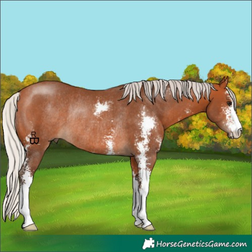 Horse Color:Silver Bay Sabino Rabicano 