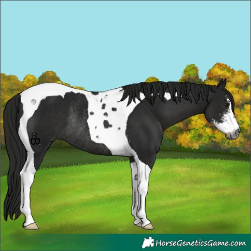 Horse Color:Gray Black Sabino Tobiano Rabicano 