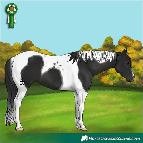 Horse Color:Gray Black Tobiano 