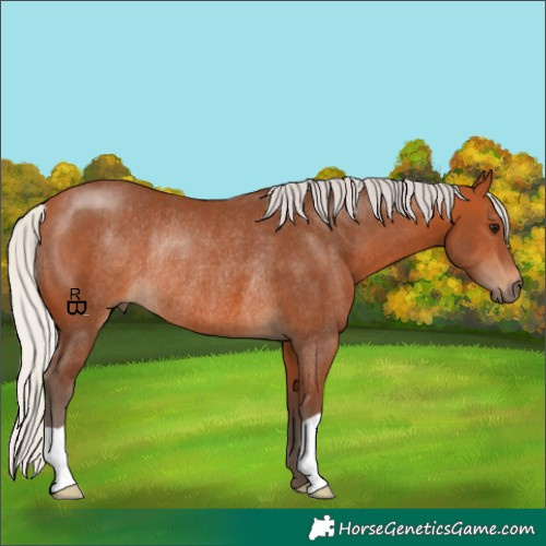 Horse Color:Silver Bay Rabicano 