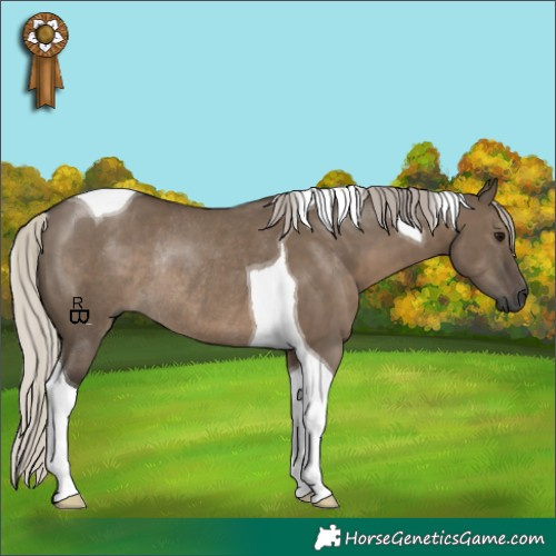 Horse Color:Gray Silver Grullo Tobiano Rabicano 