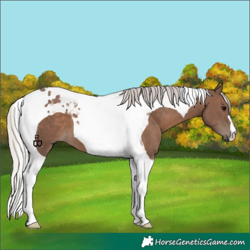 Horse Color:Silver Black Tobiano 