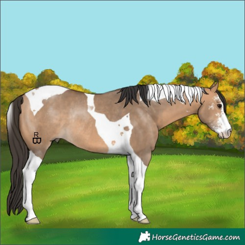 Horse Color:Bay Dun Sabino Tobiano Rabicano 
