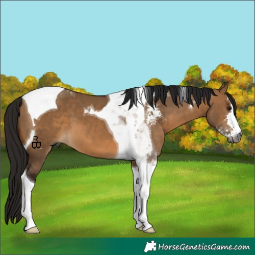 Horse Color:Gray Bay Dun Sabino Tobiano 