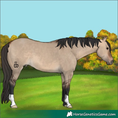 Horse Color:Bay Dun 