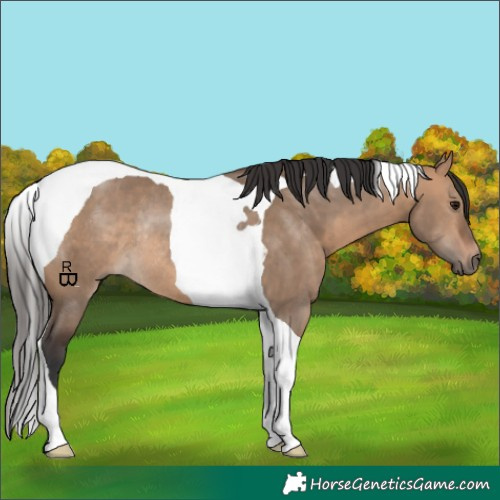 Horse Color:Bay Dun Tobiano Rabicano 