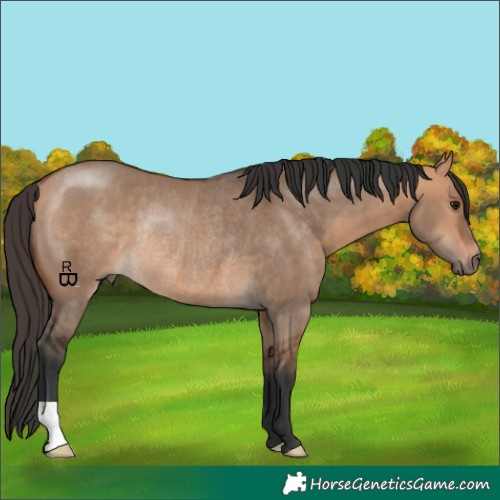 Horse Color:Bay Dun Rabicano 