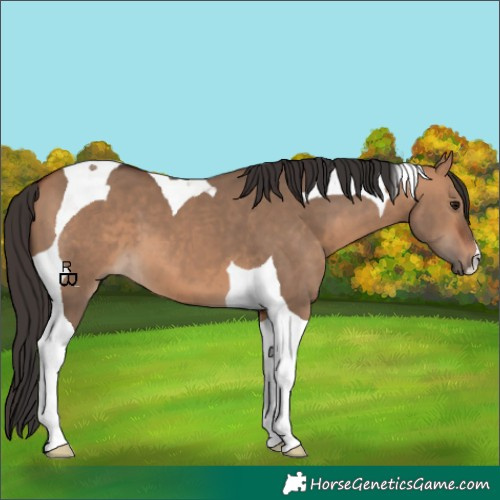 Horse Color:Bay Dun Tobiano 
