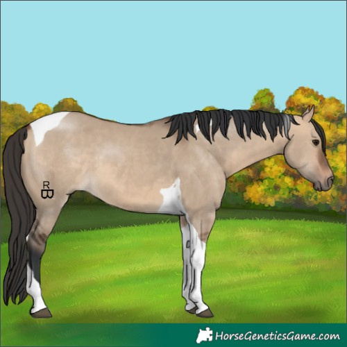 Horse Color:Bay Dun Tobiano 