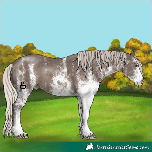 Horse Color:White Spotted Silver Black 