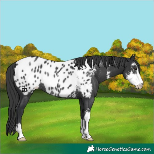 Horse Color:Black Sabino Appaloosa Rabicano