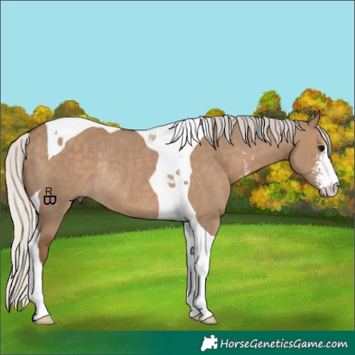 Horse Color:Silver Grullo Sabino Tobiano Rabicano 