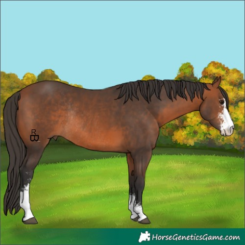 Horse Color:Bay Sabino Rabicano 