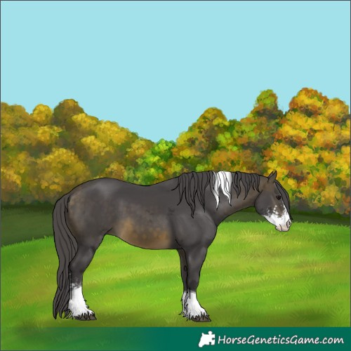 Horse Color:Buckskin Merle Sabino Tobiano 