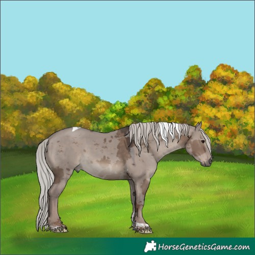 Horse Color:White Spotted Silver Grullo Merle Tobiano 