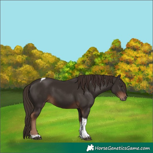 Horse Color:Liver Chestnut Tobiano 
