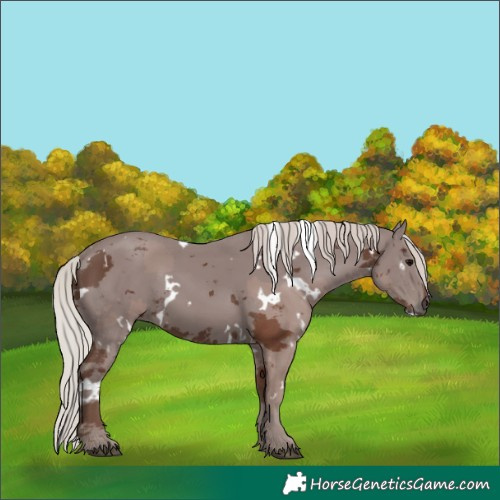 Horse Color:White Spotted Silver Black Merle 