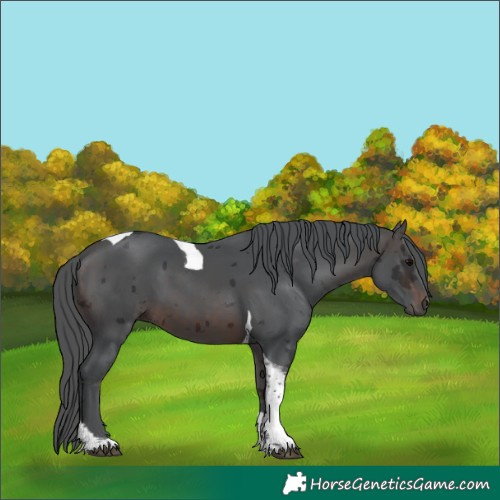 Horse Color:Brown Merle Tobiano 