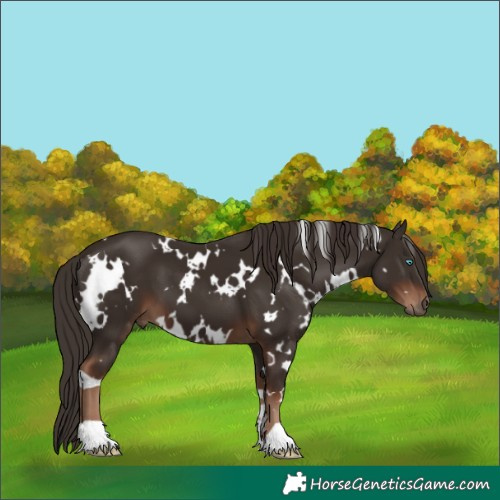 Horse Color:White Spotted Liver Chestnut 