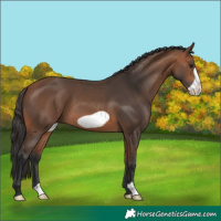 Horse Color:Bay Frame