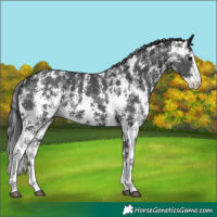 Horse Color:Black Sabino Appaloosa 