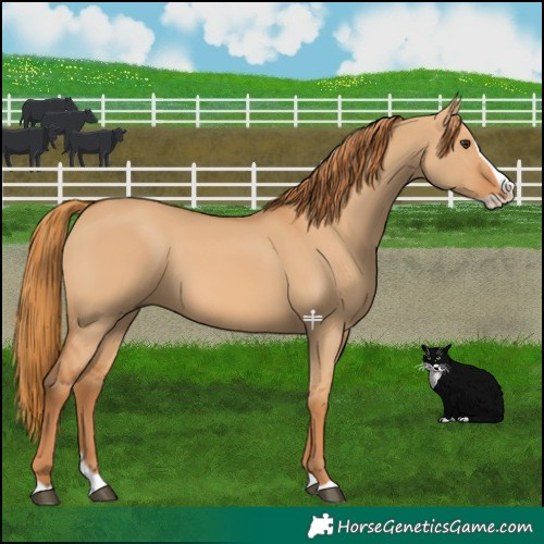 Horse Color:Red Dun Splash 