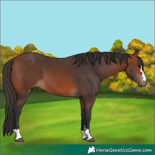 Horse Color:Bay 