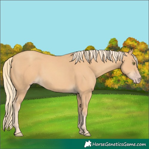 Horse Color:Gold Champagne 