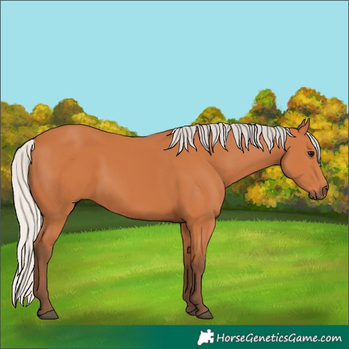 Horse Color:Silver Bay 