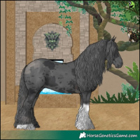 Horse Color:Black Merle Tobiano
