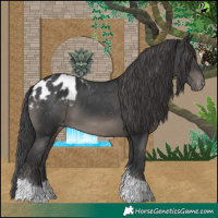 Horse Color:Black Tobiano Appaloosa