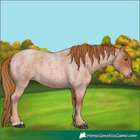 Horse Color:Red Roan