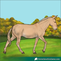 Horse Color:Red Dun 