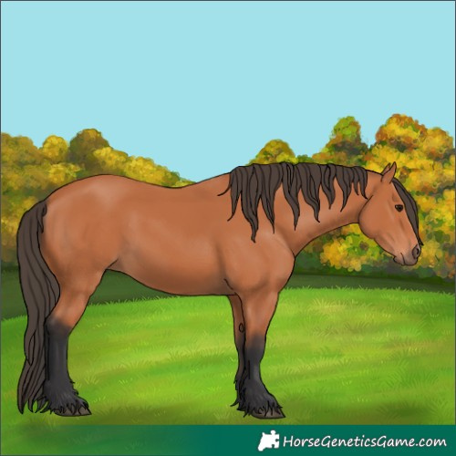 Horse Color:Bay 