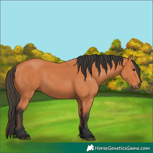 Horse Color:Bay 