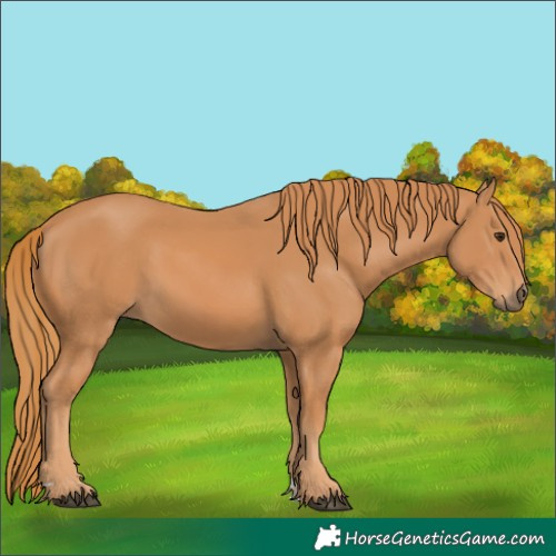 Horse Color:Chestnut 