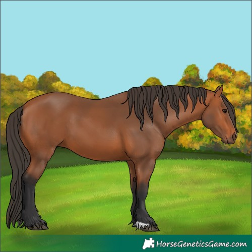 Horse Color:Bay 