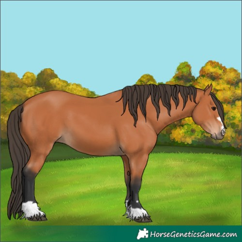 Horse Color:Bay 