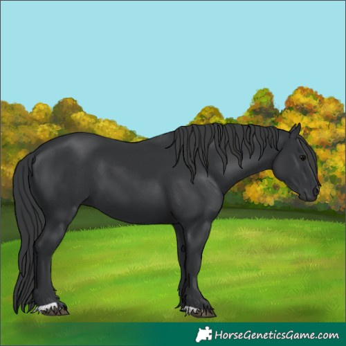 Horse Color:Black 