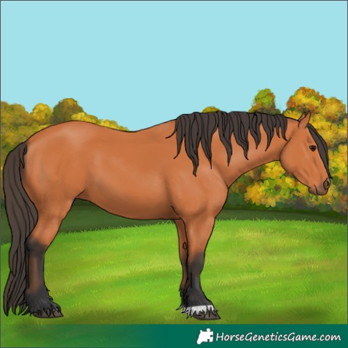 Horse Color:Bay 