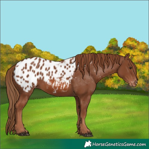 Horse Color:Chestnut Appaloosa 