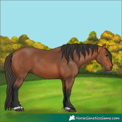 Horse Color:Bay 