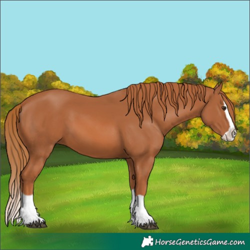 Horse Color:Chestnut Splash 