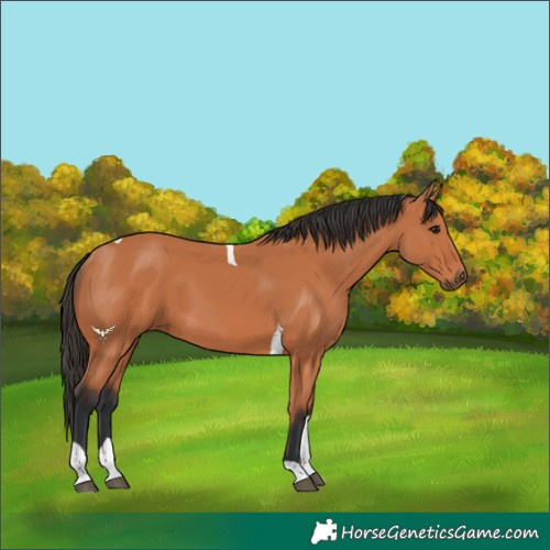 Horse Color:Bay Tobiano