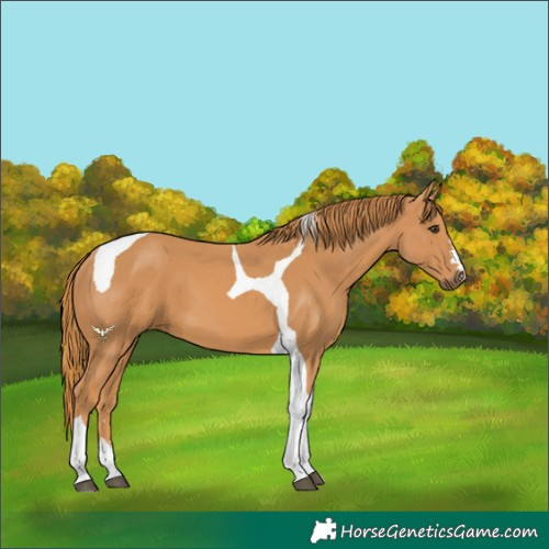 Horse Color:Chestnut Tobiano